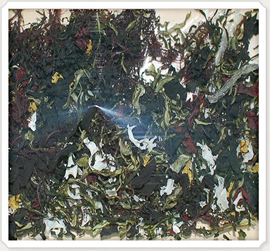 海草